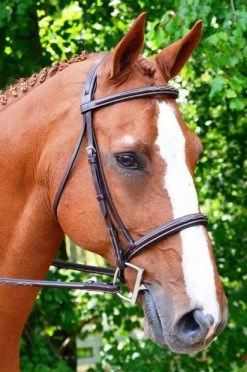 KL Select Black Oak Aster Hunter Bridle