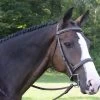 KL Select Black Oak Spruce Hunter Bridle