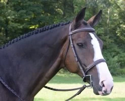 KL Select Black Oak Spruce Hunter Bridle