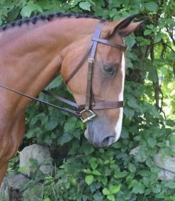 KL Select Black Oak Foxtrot Bridle