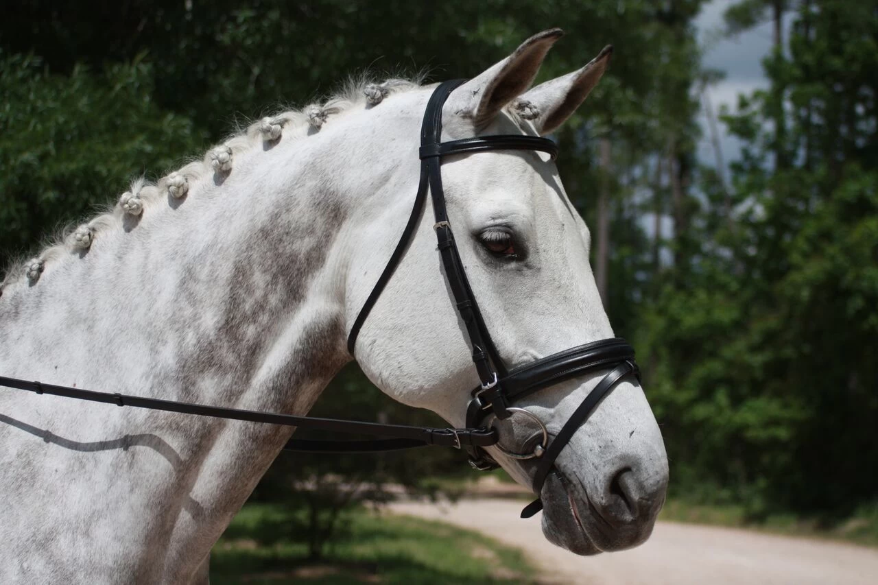 KL Italia Pirouette Weymouth Bridle
