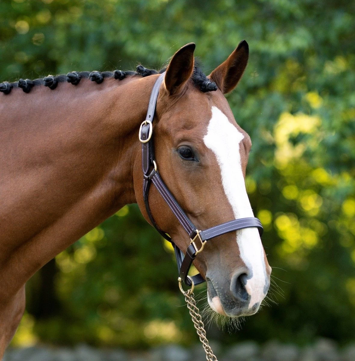 Black Oak Pine Halter